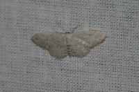 Idaea seriata