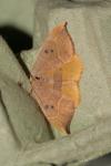 Watsonalla binaria