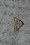 Nola cicatricalis