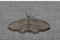 Idaea calunetaria
