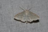 Idaea subsericeata