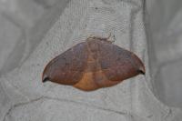 Watsonalla uncinula