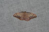Idaea ostrinaria