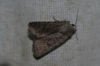 Caradrina clavipalpis