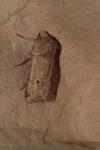 Spudaea ruticilla