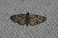 Eupithecia dodoneata