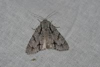 Acronicta psi/tridens
