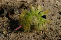 Calliteara pudibunda