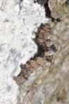 Phigalia pilosaria
