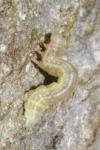 Operophtera brumata