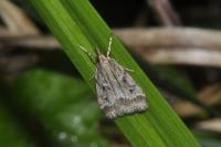 Eudonia pallida