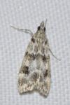 Eudonia delunella