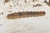 Dysauxes famula