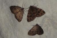 Triphosa dubitata