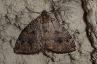 Triphosa dubitata