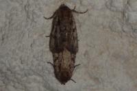 Amphipyra effusa