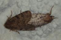 Amphipyra effusa