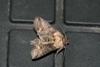 Abrostola triplasia