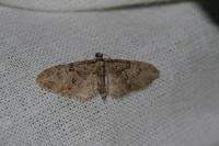 Eupithecia abbreviata