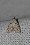 Nola confusalis