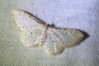 Idaea fuscovenosa