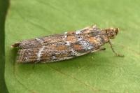 Uncinus hispanellus