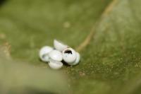 Notodonta tritophus