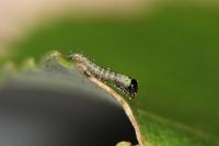 Notodonta tritophus