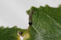 Notodonta tritophus