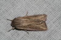 Mythimna riparia