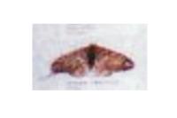 Endromis versicolora