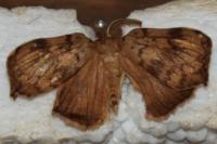 Lymantria dispar