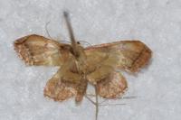 Endotricha flammealis