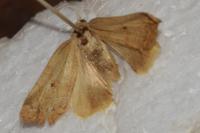Cosmia trapezina