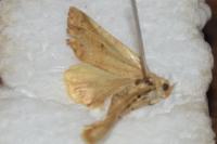 Cosmia trapezina