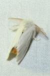 Sphrageidus similis