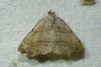 Laspeyria flexula