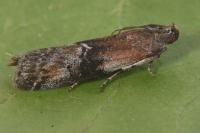 Rhodophaea formosa