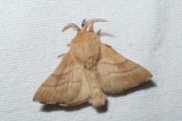 Malacosoma neustria