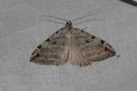 Aplocera efformata/plagiata