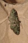 Pasiphila rectangulata