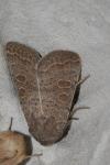 Hoplodrina ambigua