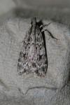 Scoparia ambigualis/basistrigalis