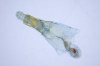 Aphomia sociella