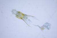 Aphomia sociella