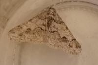 Agriopis leucophaearia