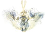 Hydriomena ruberata