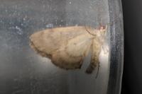 Hydriomena ruberata