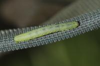 Operophtera brumata