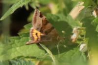 Euclidia glyphica